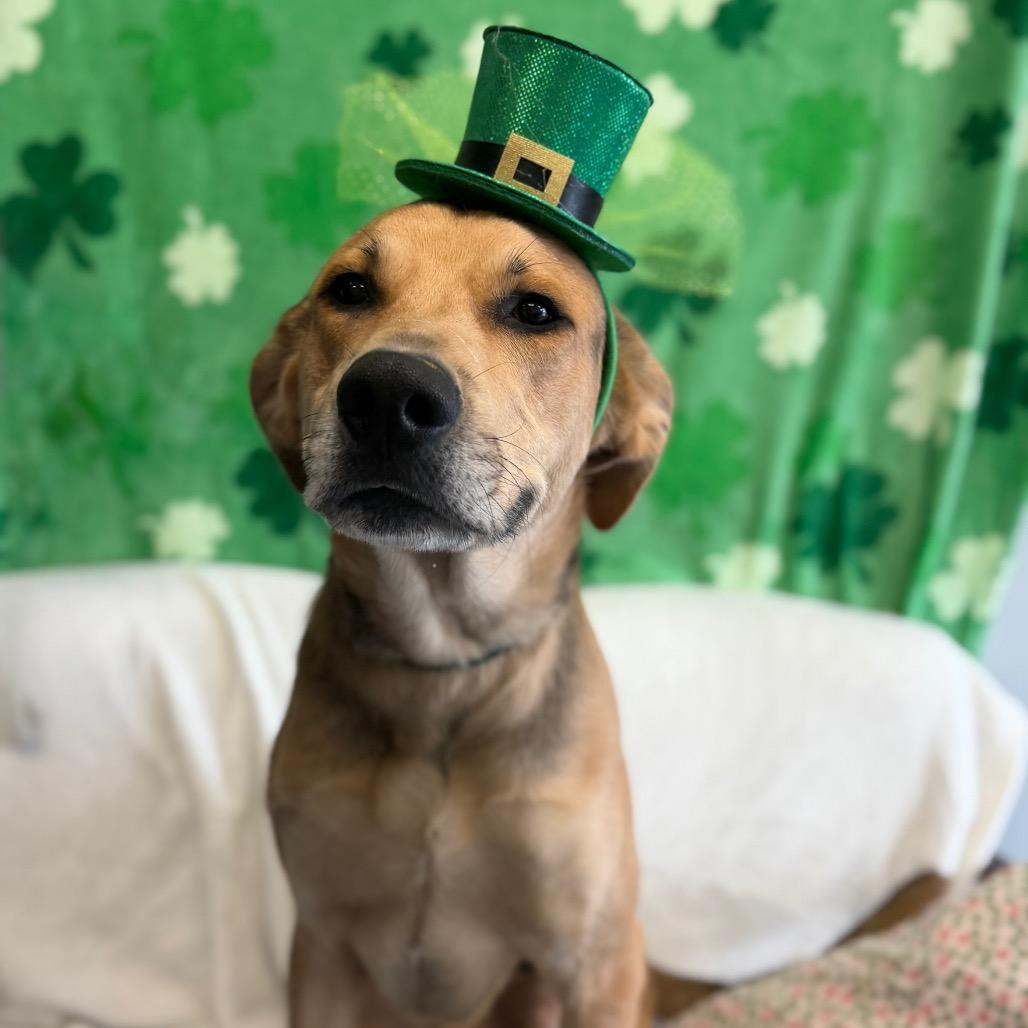 Chong — thumbnail 2