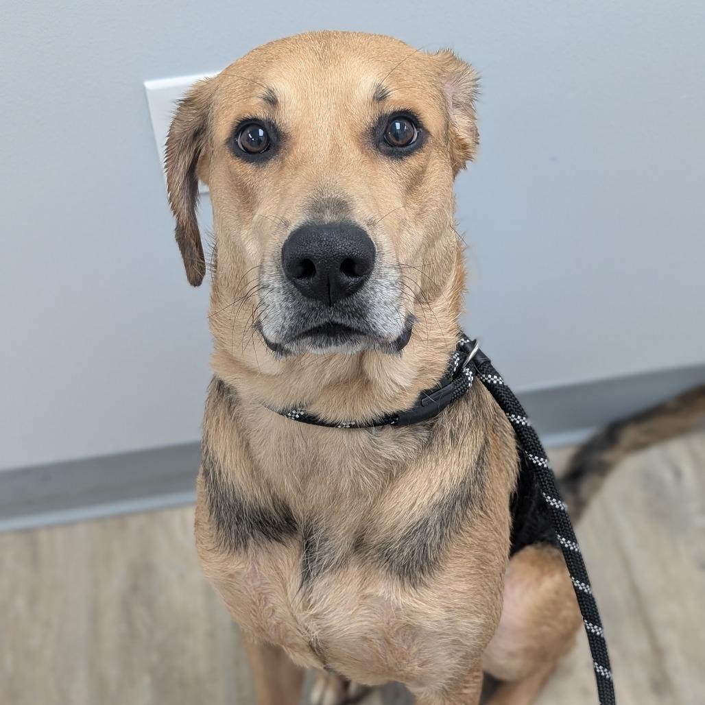 Chong — thumbnail 3