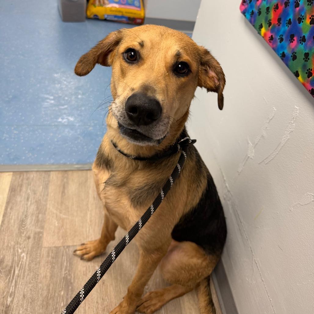 Chong — thumbnail 4