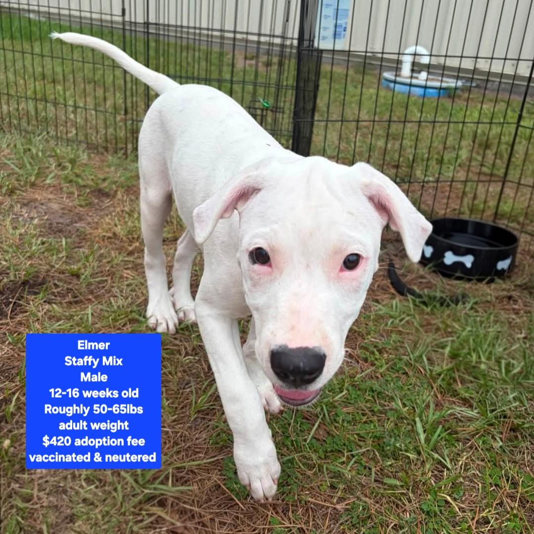 Elmer, Adoptable, Puppy Male American Staffordshire Terrier & Shar-Pei.