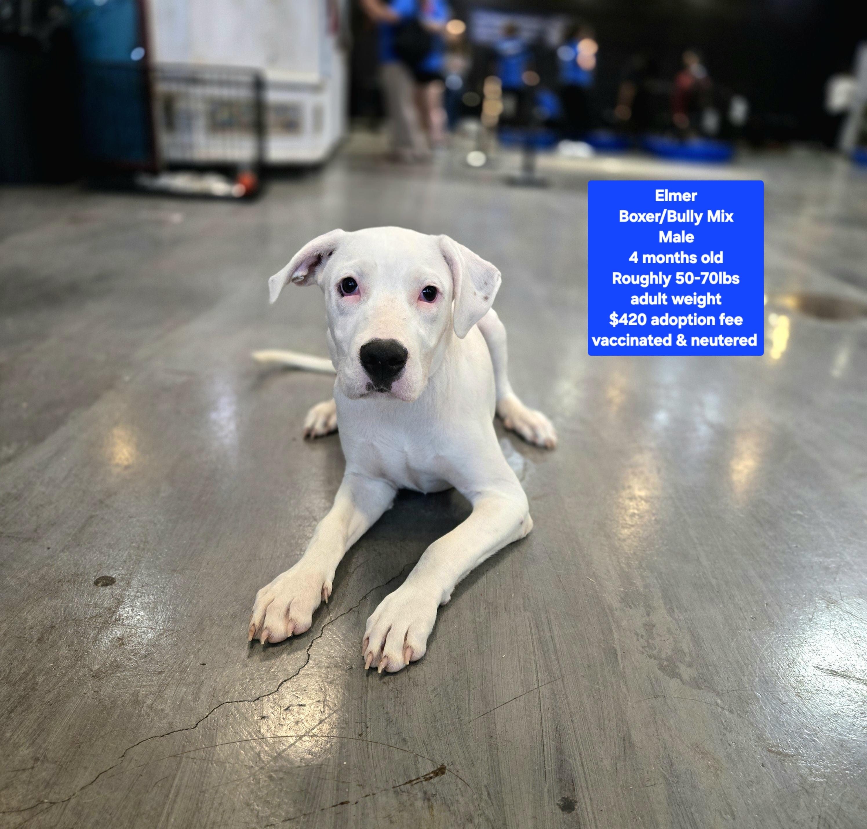 Elmer, Adoptable, Puppy Male American Bully & Boxer.