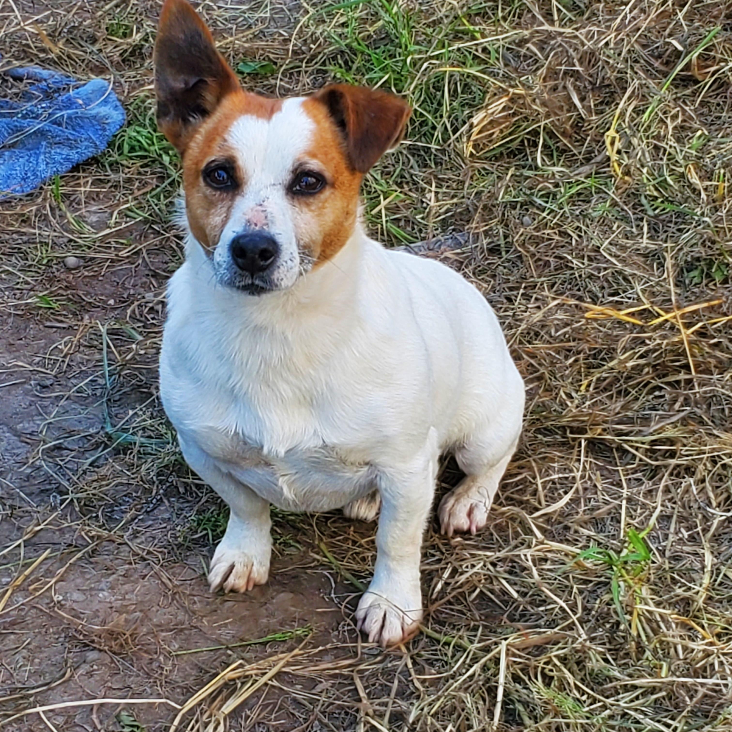 Brownie (located in Ferndale), Adopted, Young Male Jack Russell Terrier.