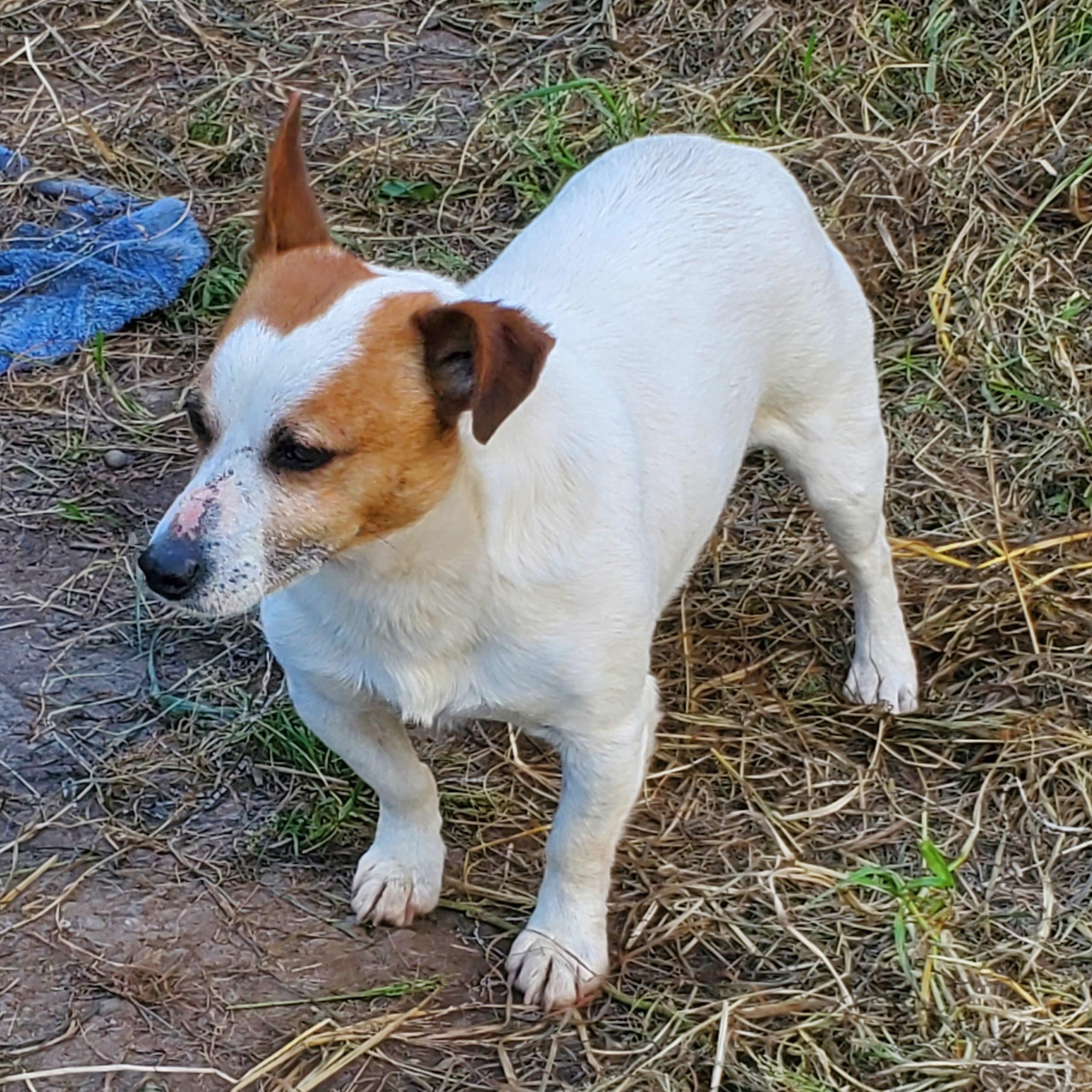 Enlarge Brownie (located in Ferndale), a Adopted Jack Russell Terrier in Moorpark, CA image 2/4