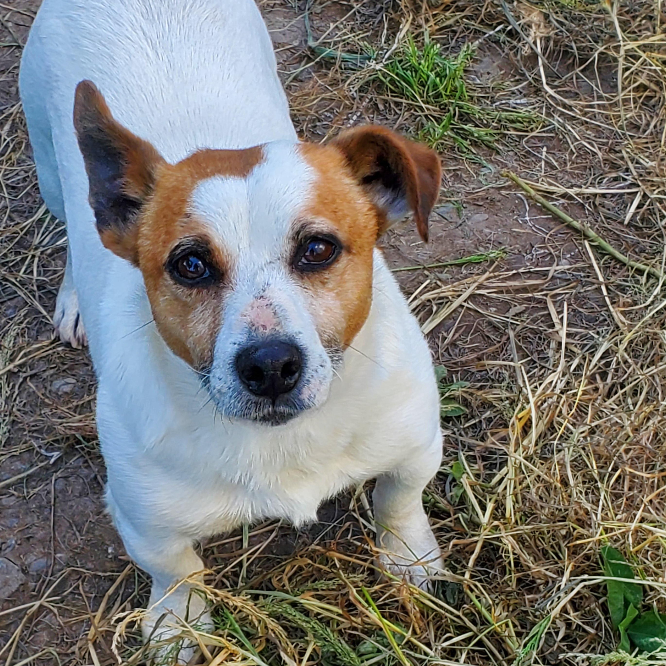 Enlarge Brownie (located in Ferndale), a Adopted Jack Russell Terrier in Moorpark, CA image 3/4