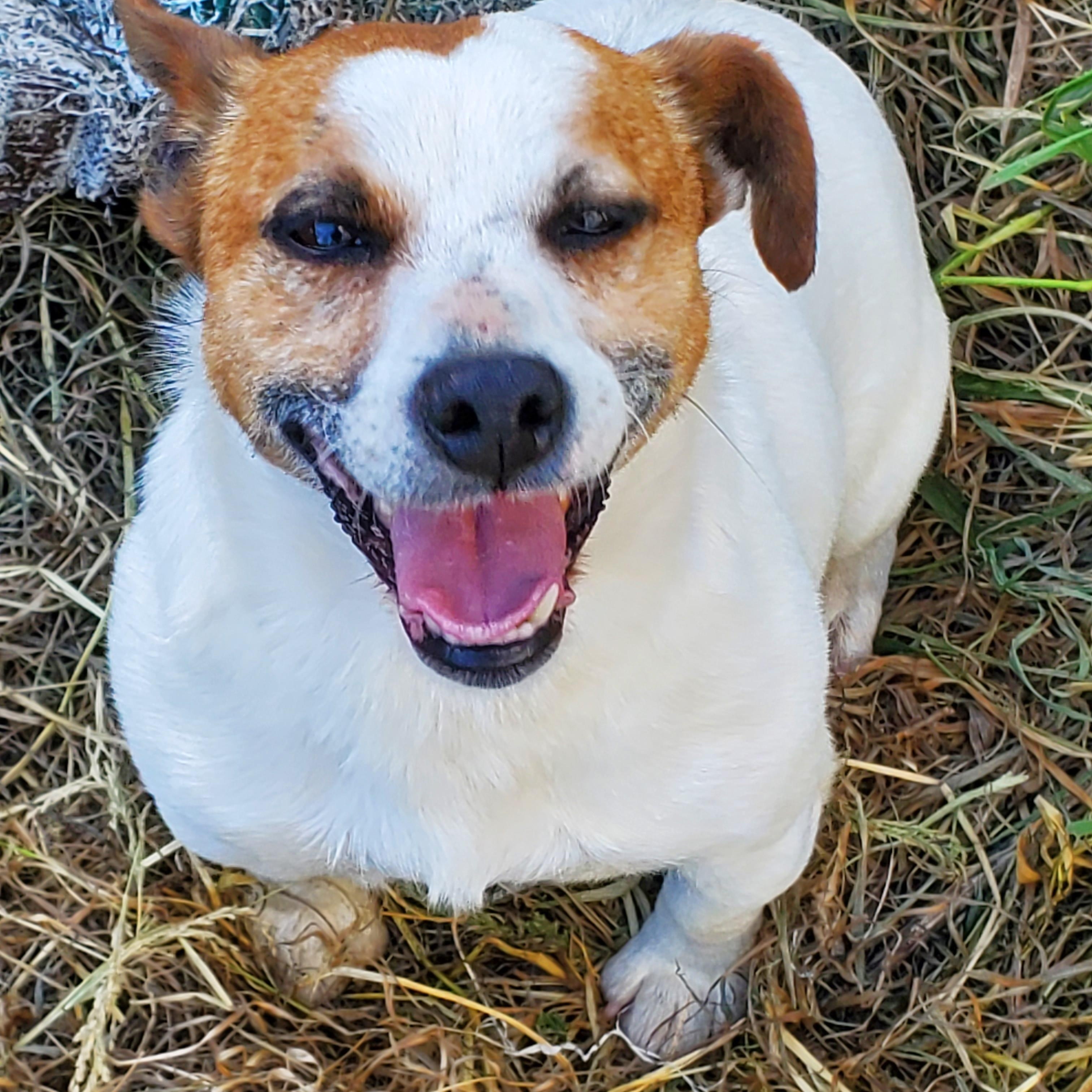 Brownie (located in Ferndale), Adopted, Young Male Jack Russell Terrier.