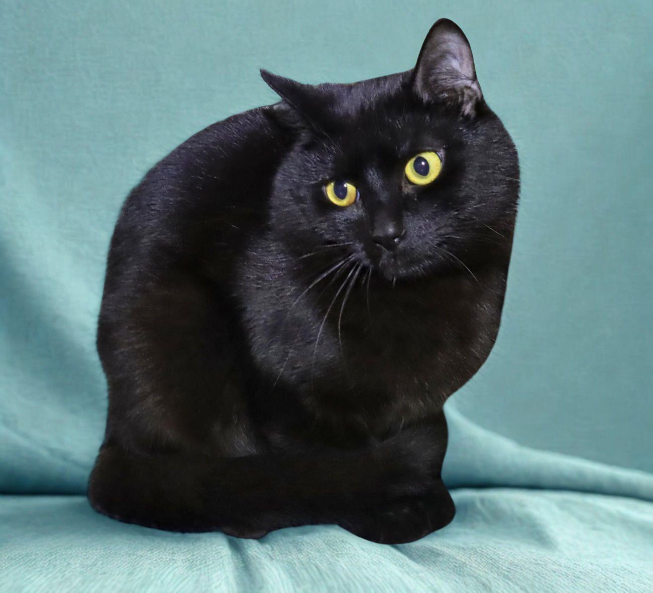 Enlarge Smalls, an adoptable Domestic Short Hair in Euclid, OH image 3/6