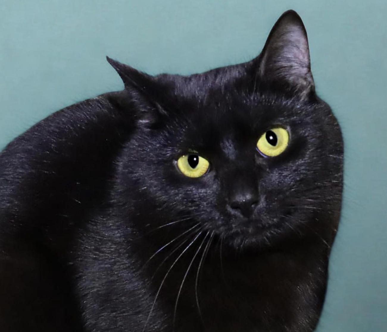 Enlarge Smalls, an adoptable Domestic Short Hair in Euclid, OH image 1/6