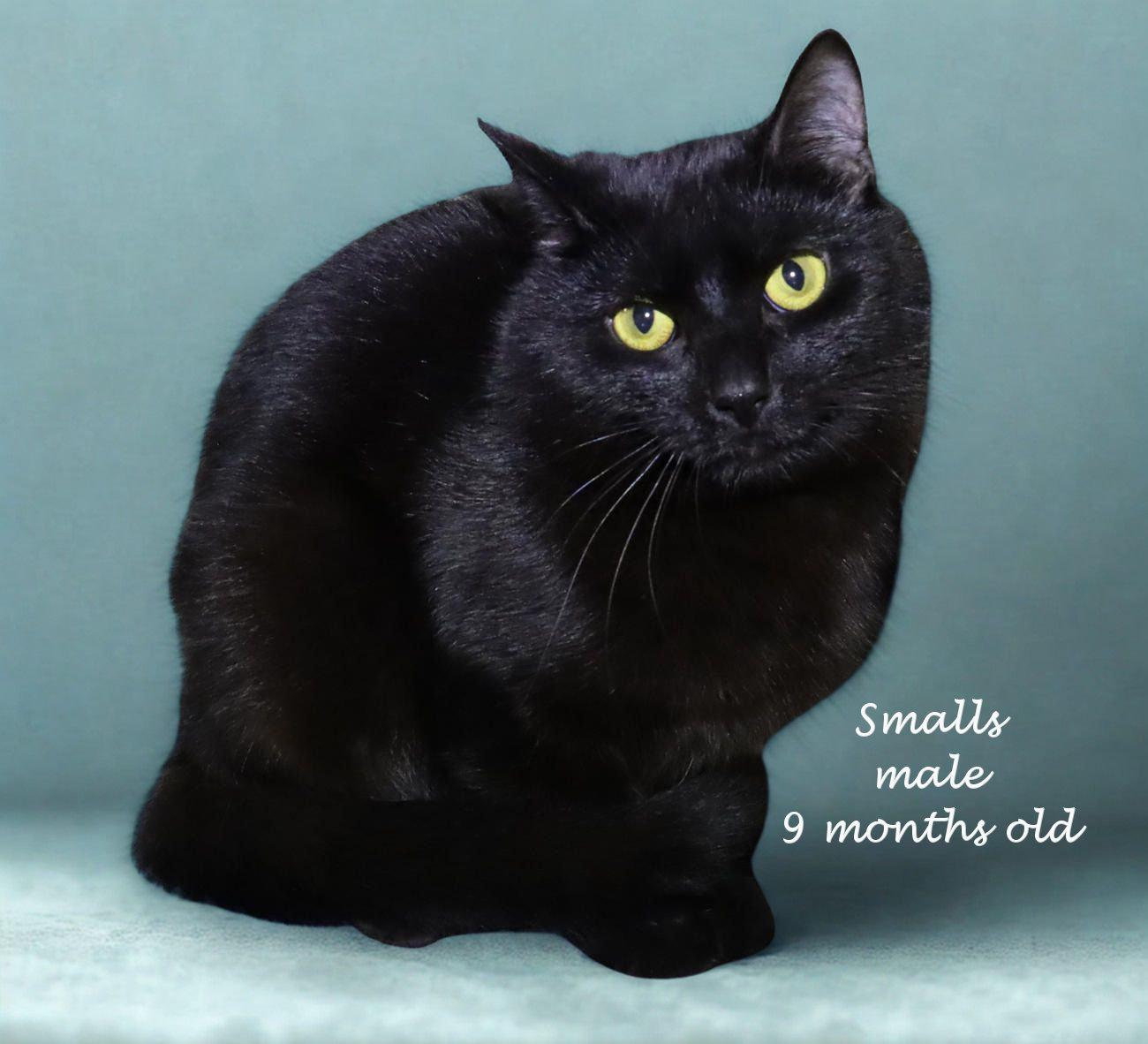 Enlarge Smalls, an adoptable Domestic Short Hair in Euclid, OH image 2/6