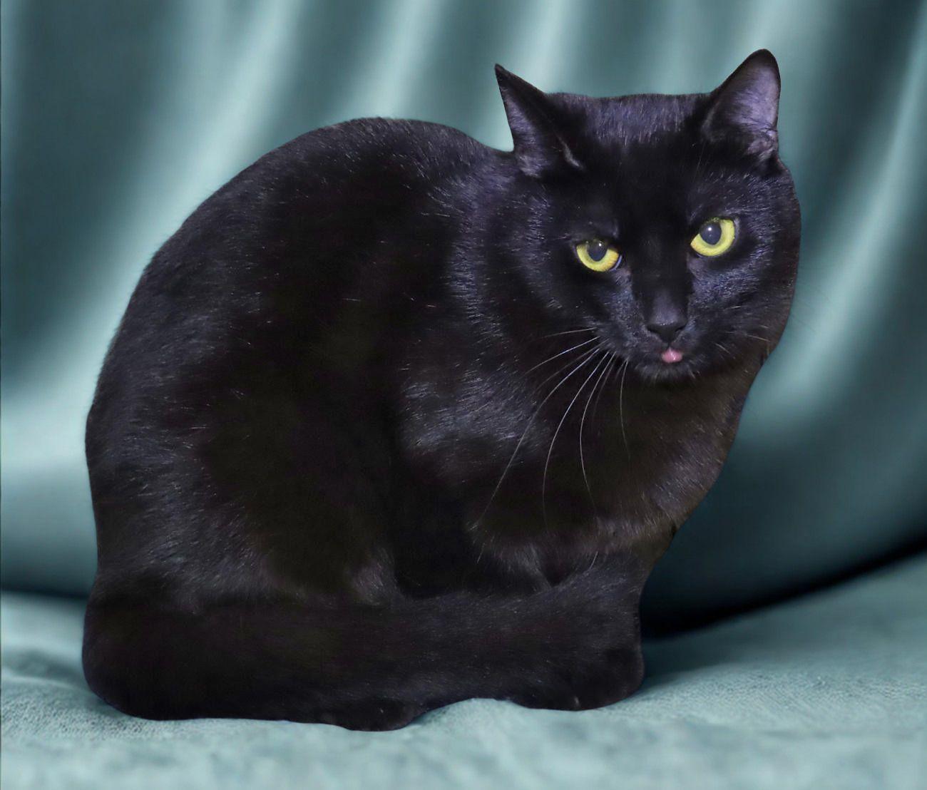 Enlarge Smalls, an adoptable Domestic Short Hair in Euclid, OH image 5/6
