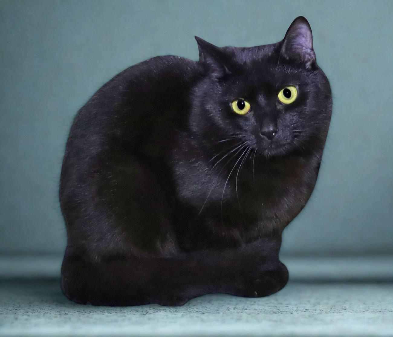 Enlarge Smalls, an adoptable Domestic Short Hair in Euclid, OH image 4/6