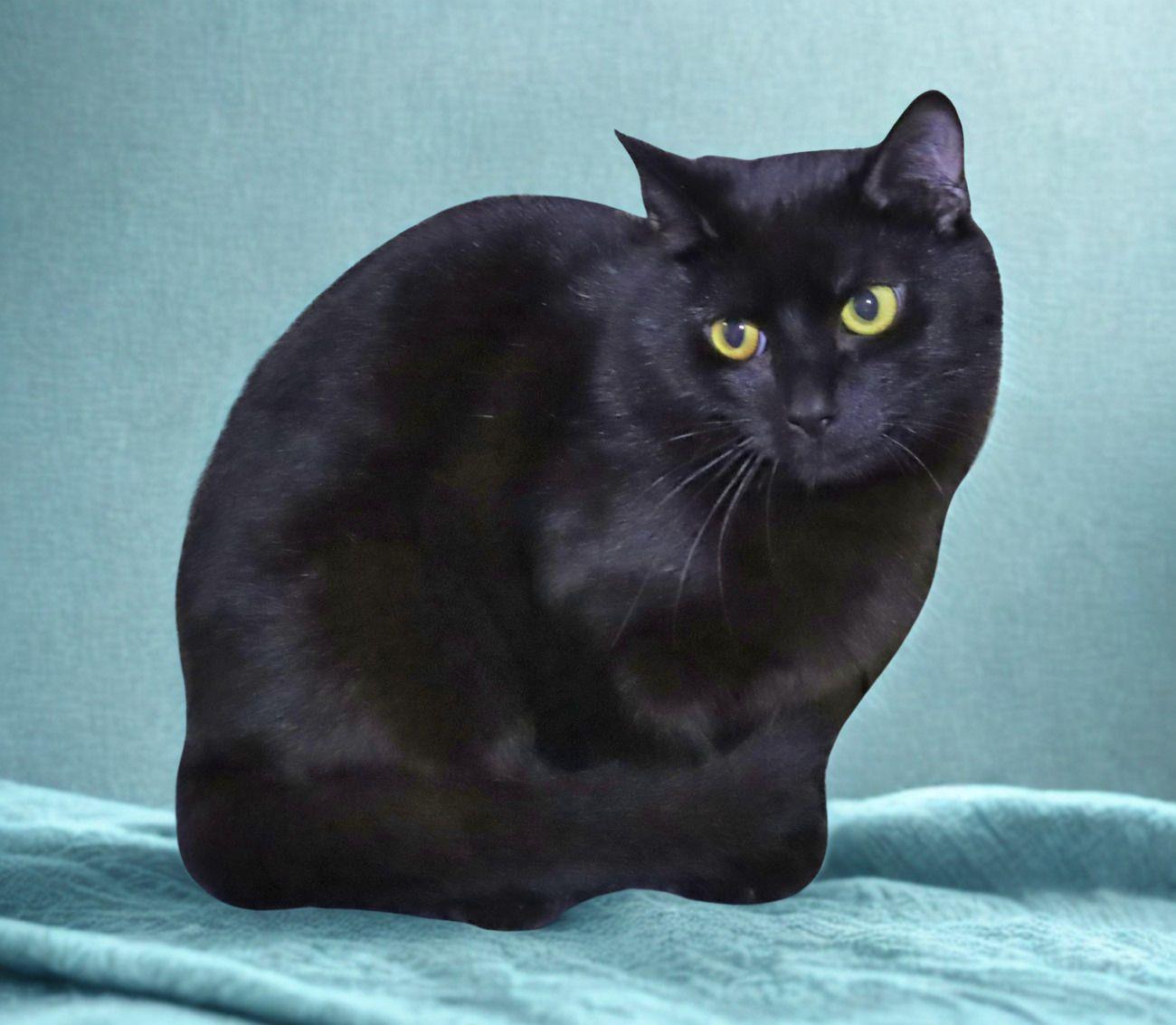 Enlarge Smalls, an adoptable Domestic Short Hair in Euclid, OH image 6/6