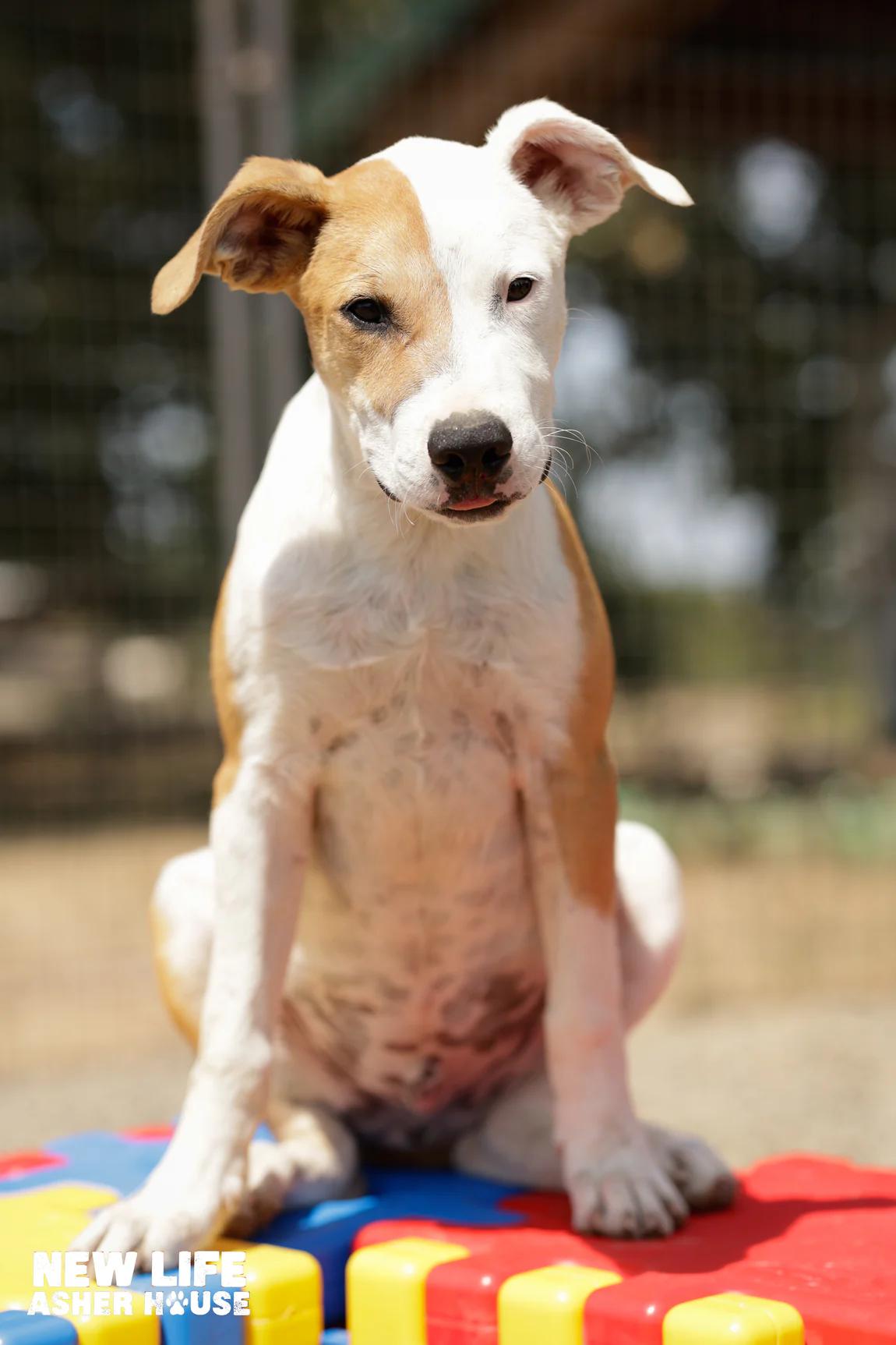Feta, Adoptable, Puppy Male American Bulldog.