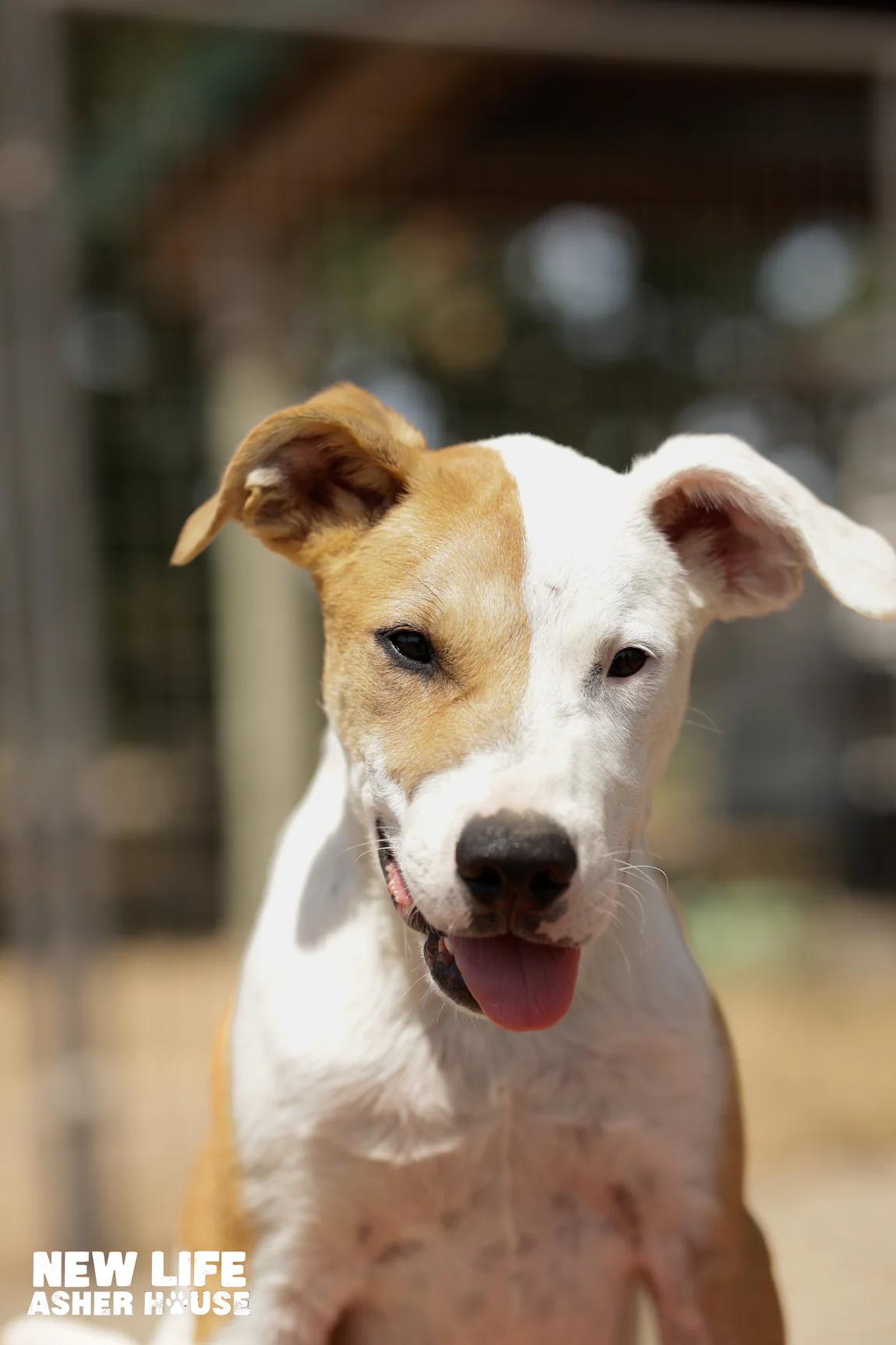 Feta, a Adoptable mixed breed in Portland, OR image 2/4