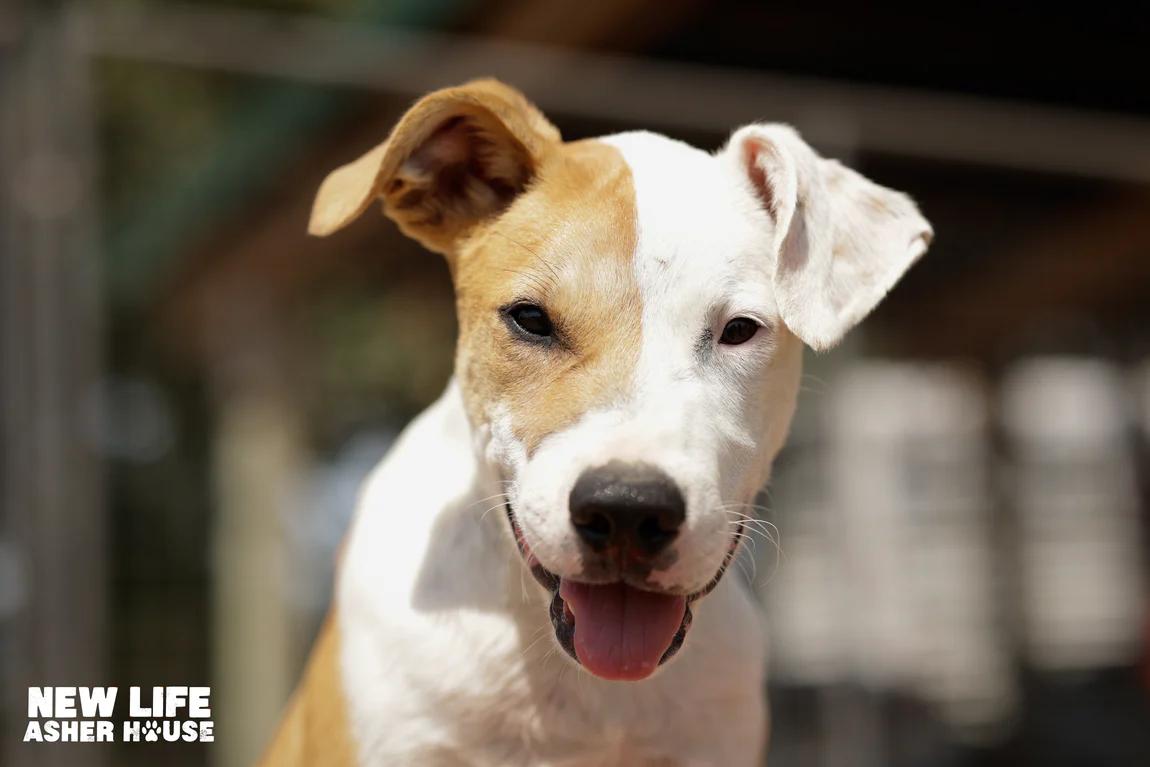 Feta, a Adoptable mixed breed in Portland, OR image 3/4