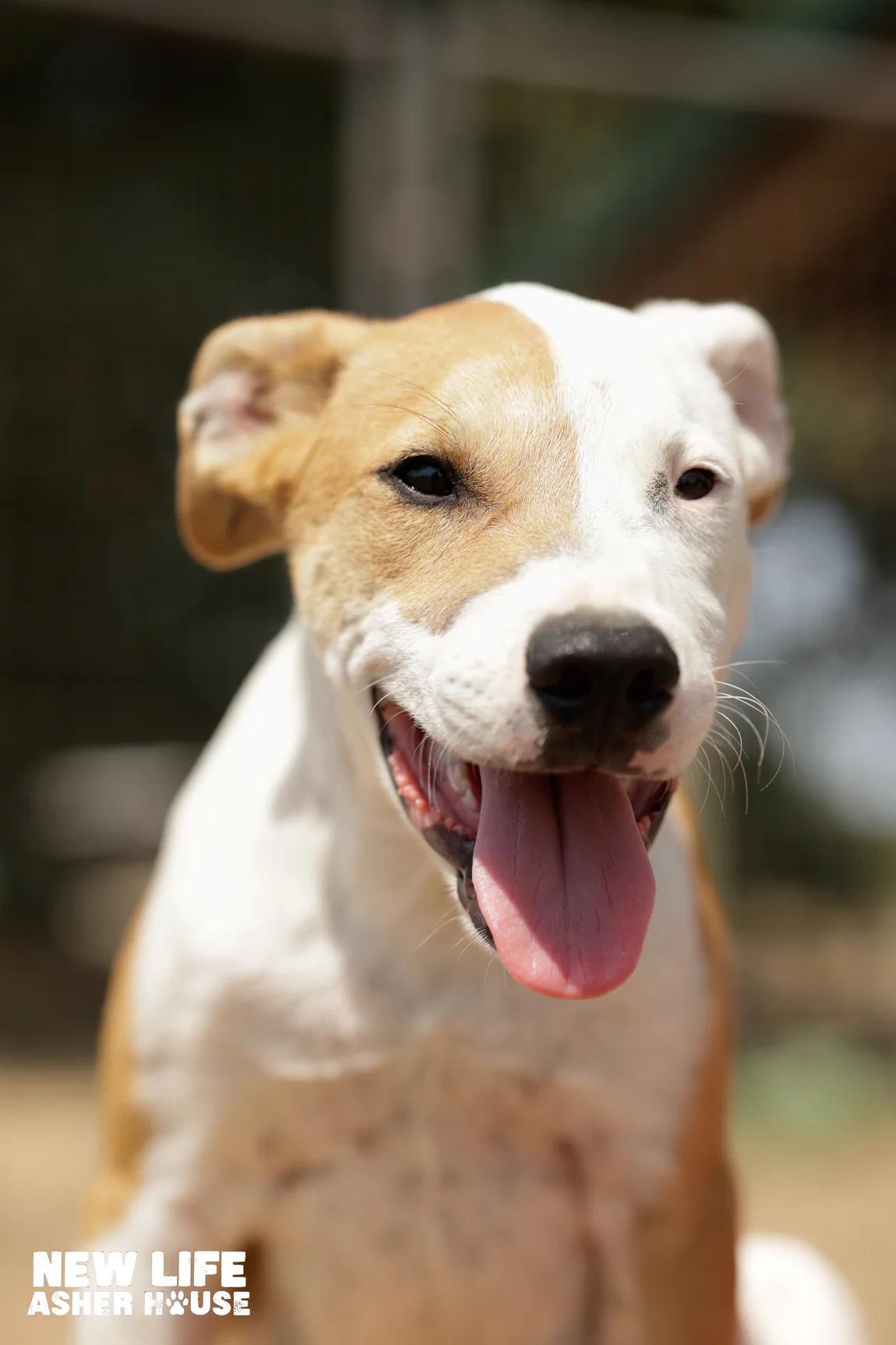 Feta, a Adoptable mixed breed in Portland, OR image 4/4