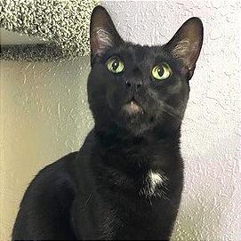 Enlarge Panterita, a Adoptable American Shorthair in Rochester, MN image 1/1