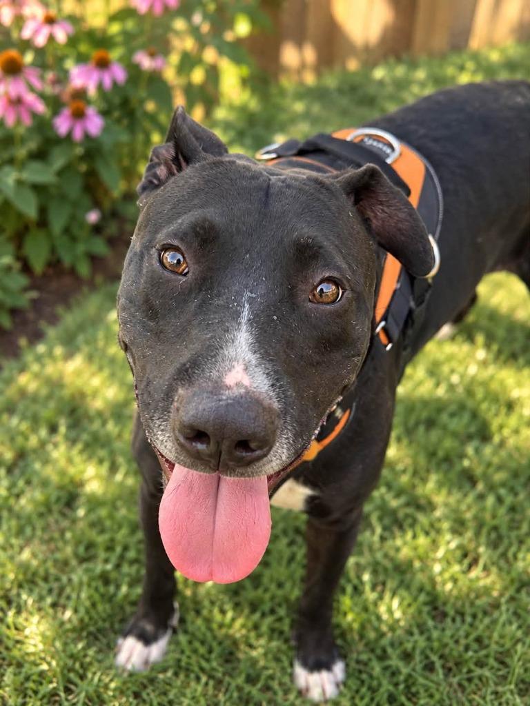 Enlarge Bobbie Jo, a Adopted mixed breed in Centralia, IL image 1/1