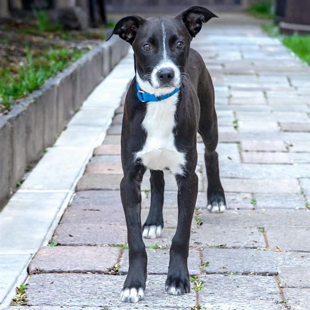 BANDIT, Adoptable, Puppy Male Labrador Retriever & Mixed Breed.