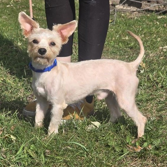 Enlarge Cosmo, a Adopted mixed breed in Waterloo, IA image 3/3