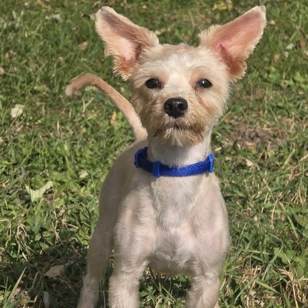 Enlarge Cosmo, a Adopted mixed breed in Waterloo, IA image 1/3