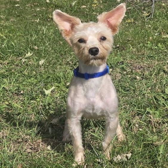 Enlarge Cosmo, a Adopted mixed breed in Waterloo, IA image 2/3