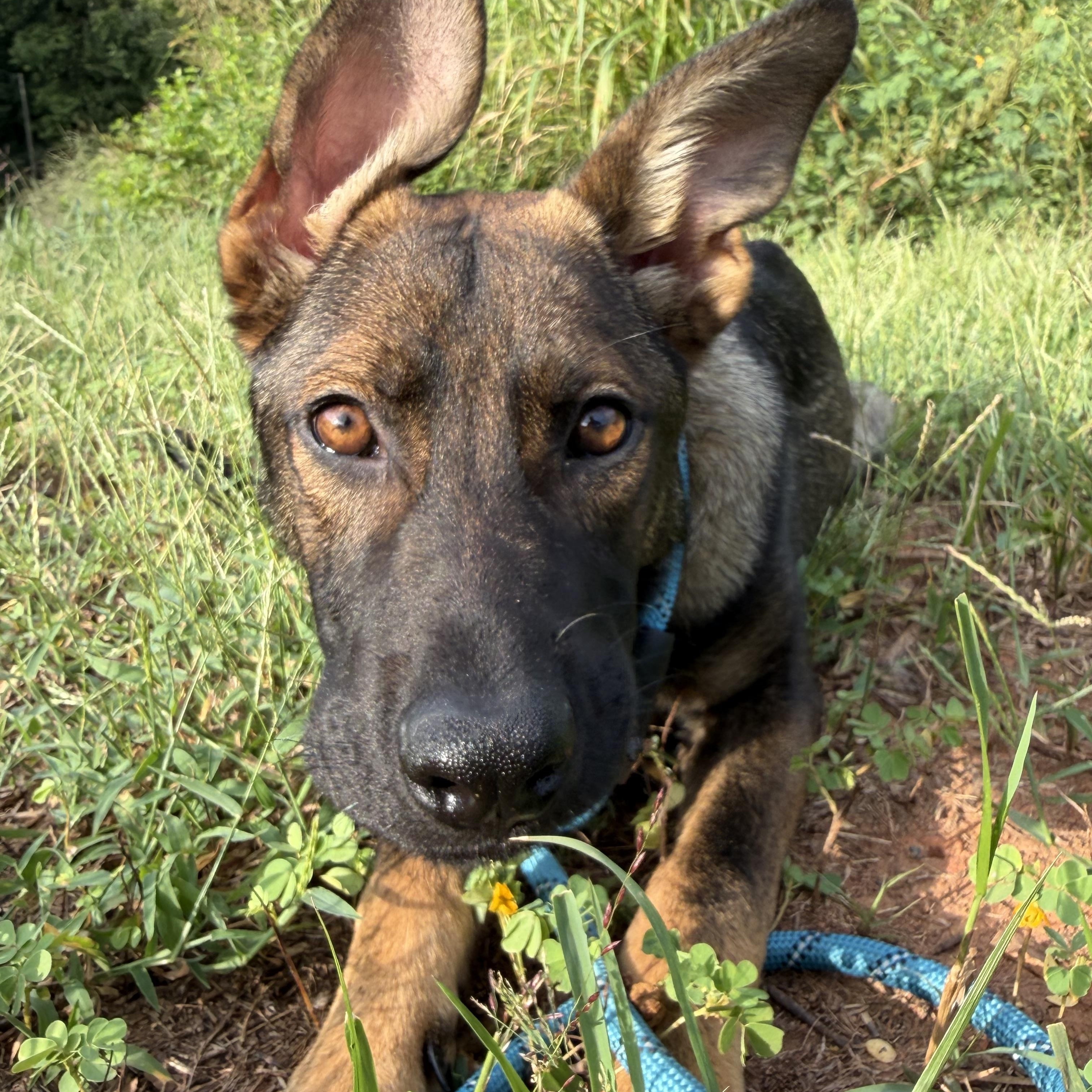 Enlarge Jag, a Adopted German Shepherd Dog in Charlotte, NC image 1/6