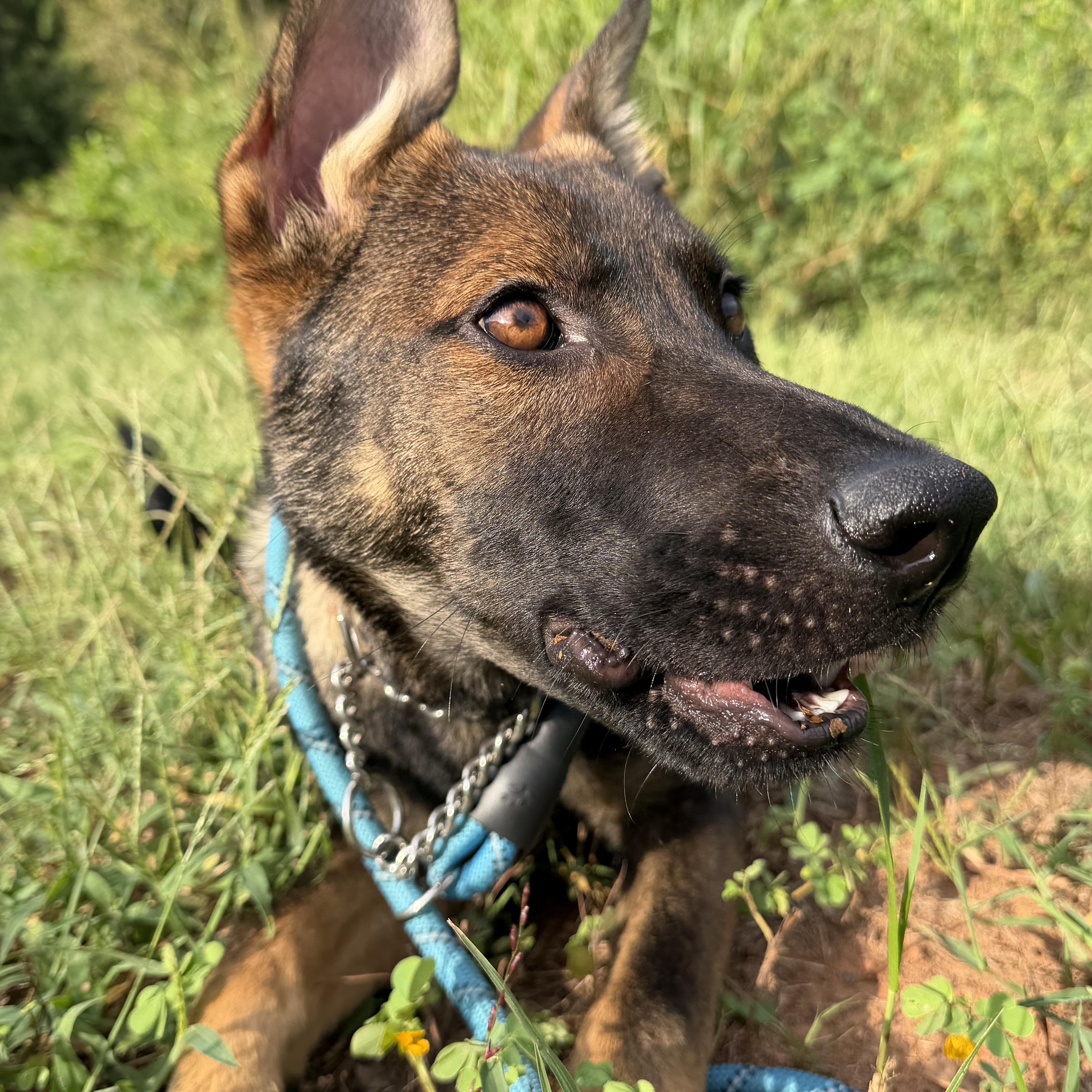 Enlarge Jag, a Adopted German Shepherd Dog in Charlotte, NC image 5/6