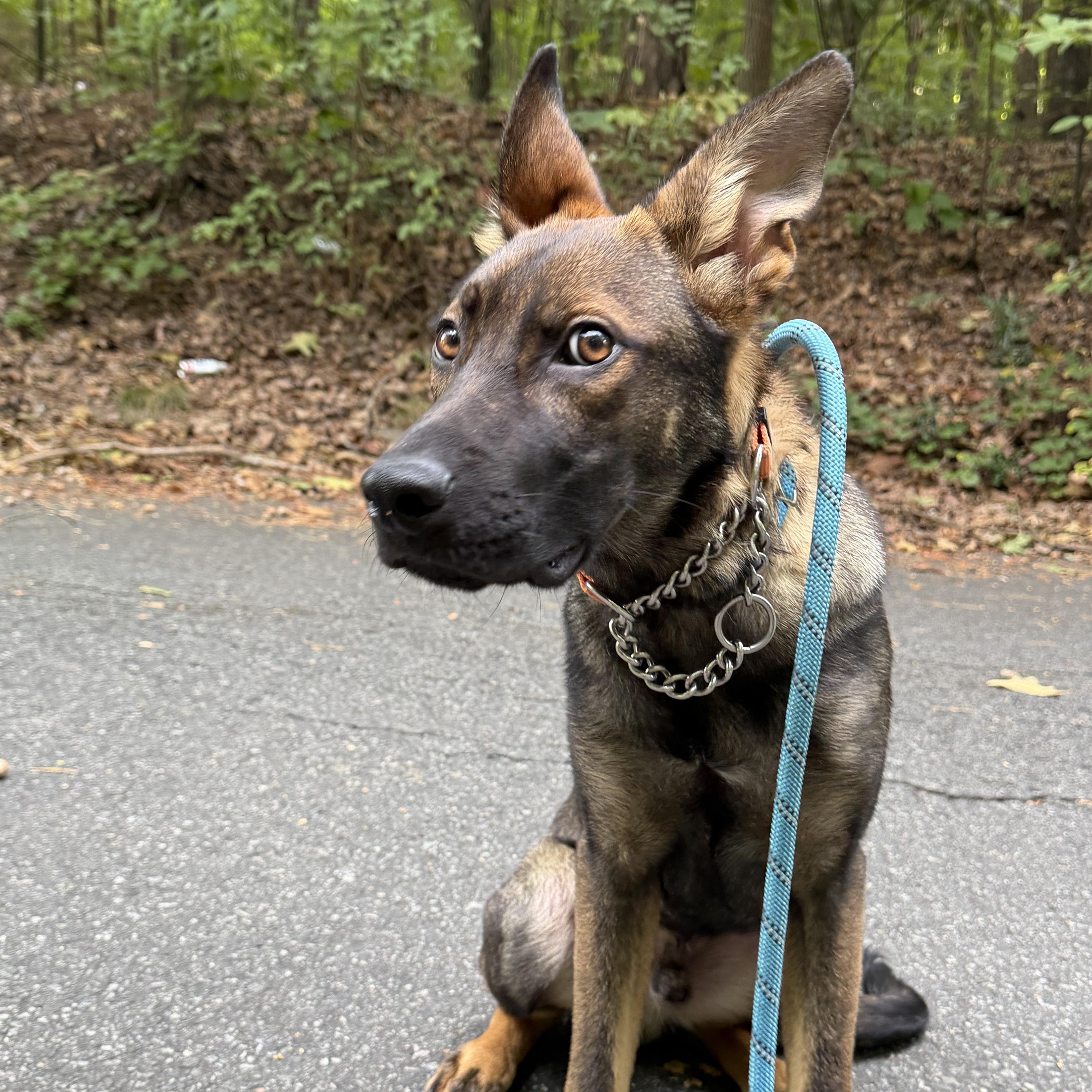 Enlarge Jag, a Adopted German Shepherd Dog in Charlotte, NC image 4/6