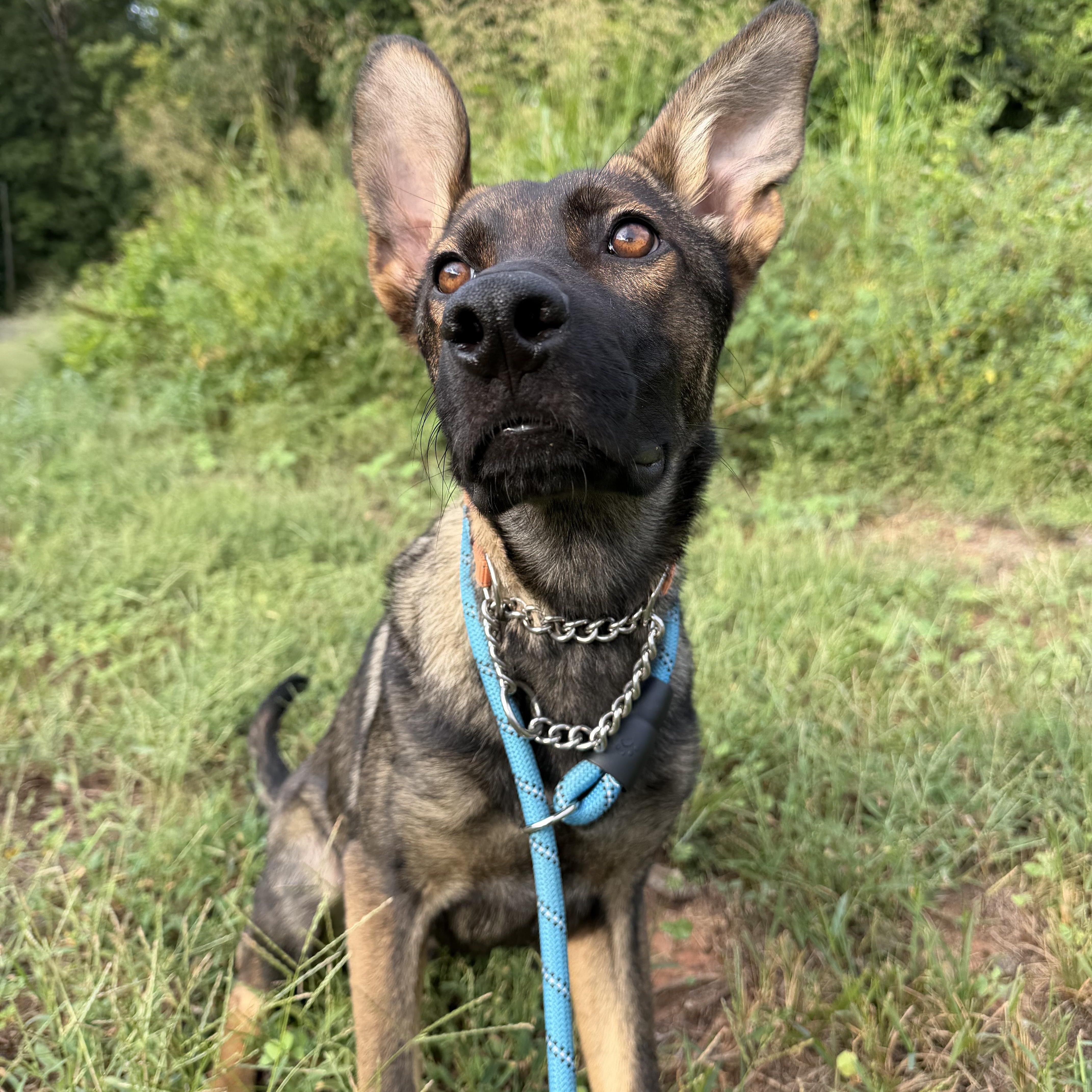 Enlarge Jag, a Adopted German Shepherd Dog in Charlotte, NC image 6/6
