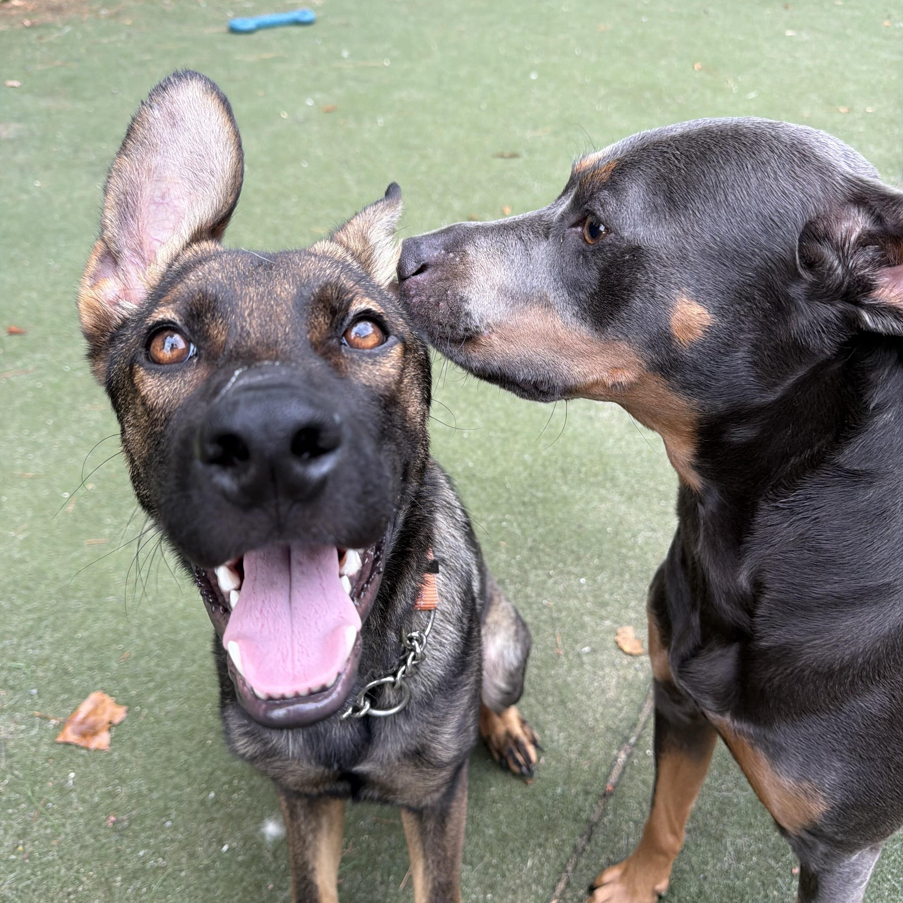 Enlarge Jag, a Adopted German Shepherd Dog in Charlotte, NC image 2/6