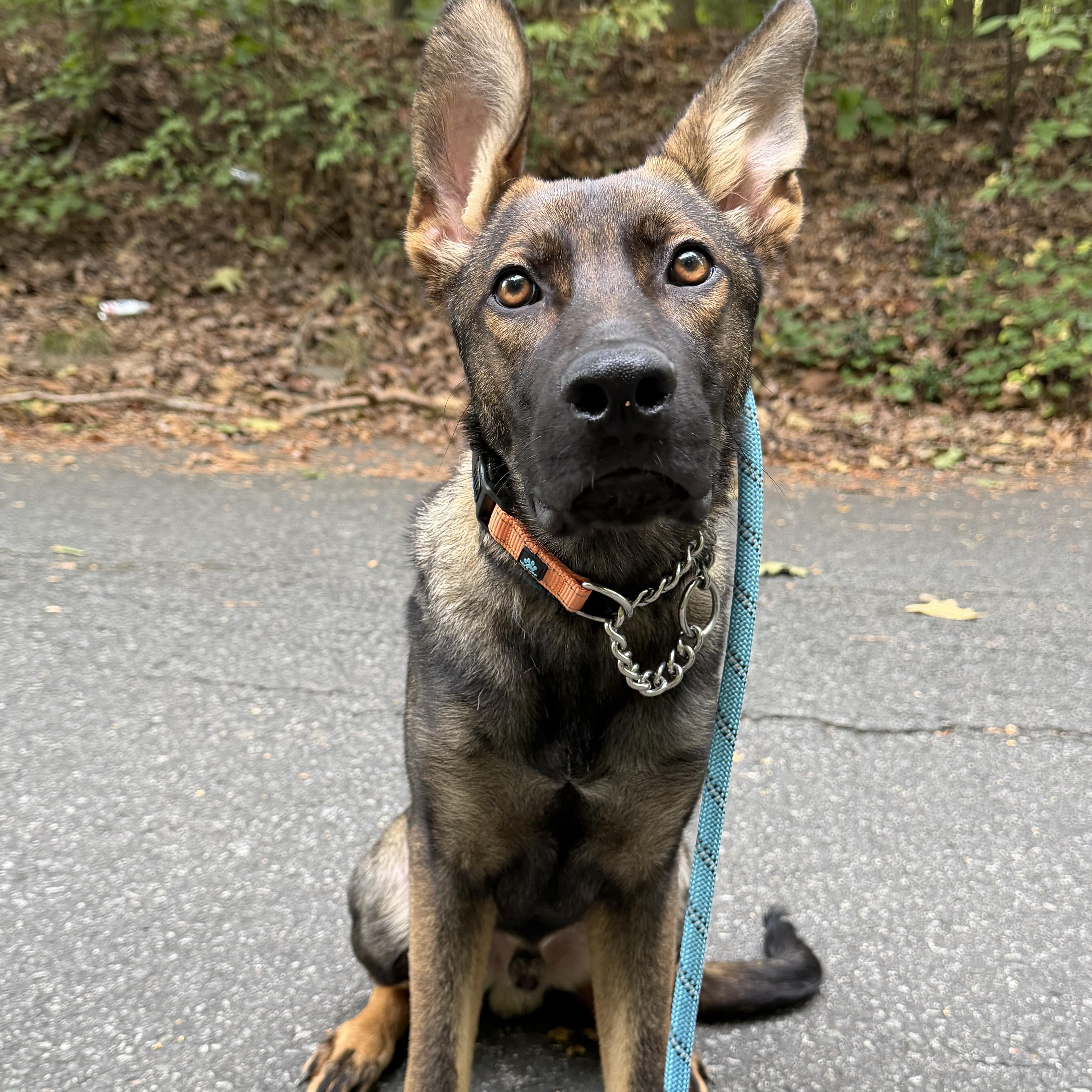 Enlarge Jag, a Adopted German Shepherd Dog in Charlotte, NC image 3/6