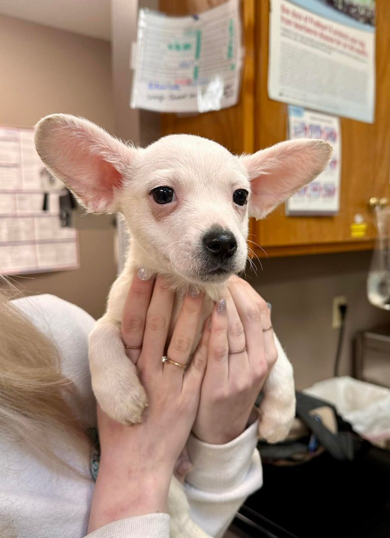 David, an adopted Terrier Mix in Baton Rouge, LA_image-1