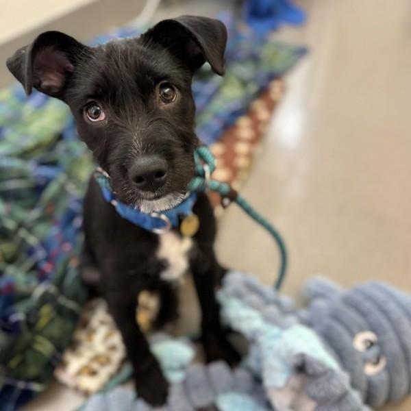 Candle, Adoptable, Puppy Female Terrier.