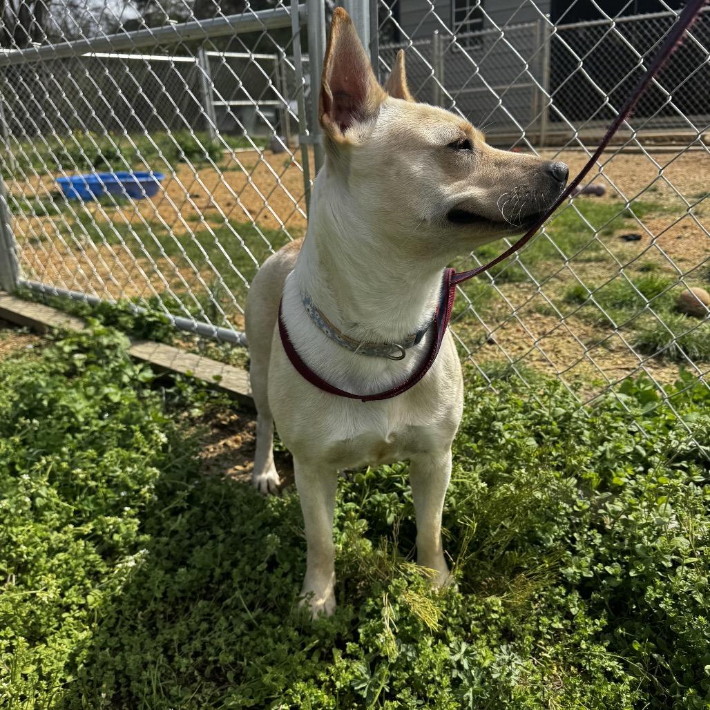 Myrtle, Adoptable, Puppy Female Shepherd & Labrador Retriever.