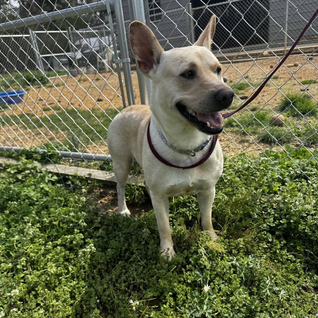 Enlarge Myrtle, a Adoptable mixed breed in Parrish, AL image 2/6