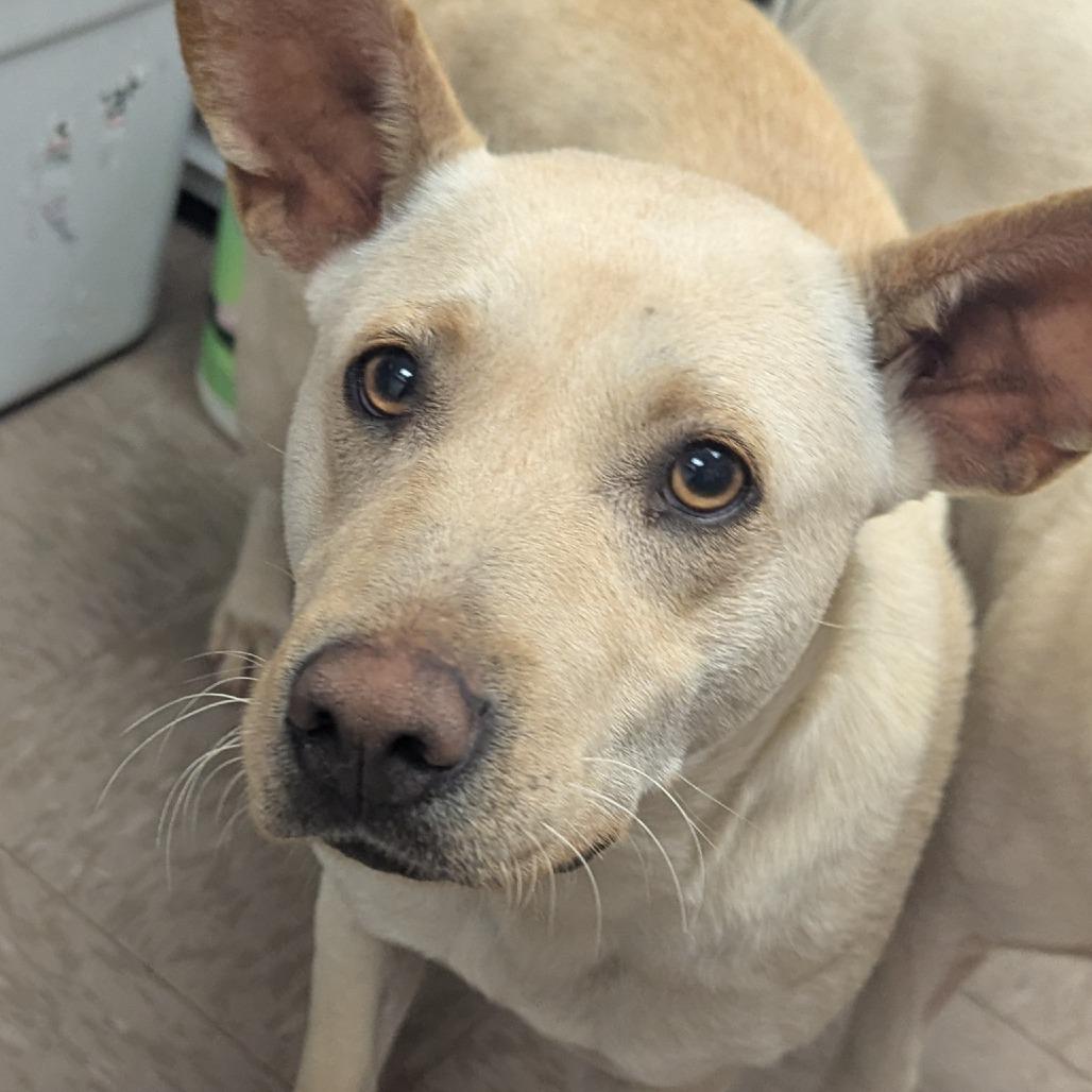 Enlarge Myrtle, a Adoptable mixed breed in Parrish, AL image 3/6