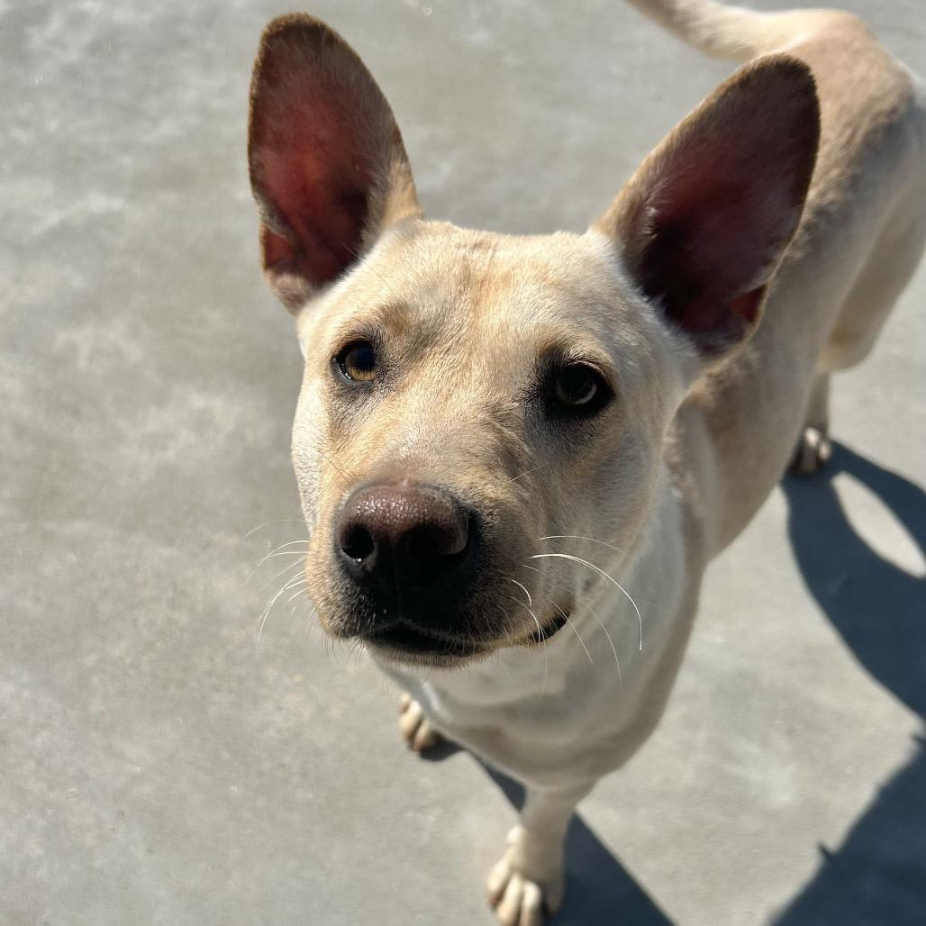 Enlarge Myrtle, a Adoptable mixed breed in Parrish, AL image 4/6