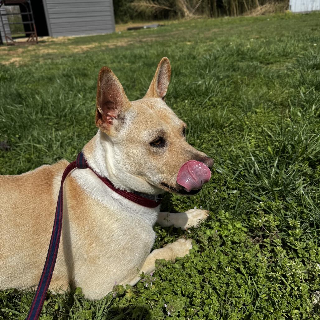Enlarge Myrtle, a Adoptable mixed breed in Parrish, AL image 5/6