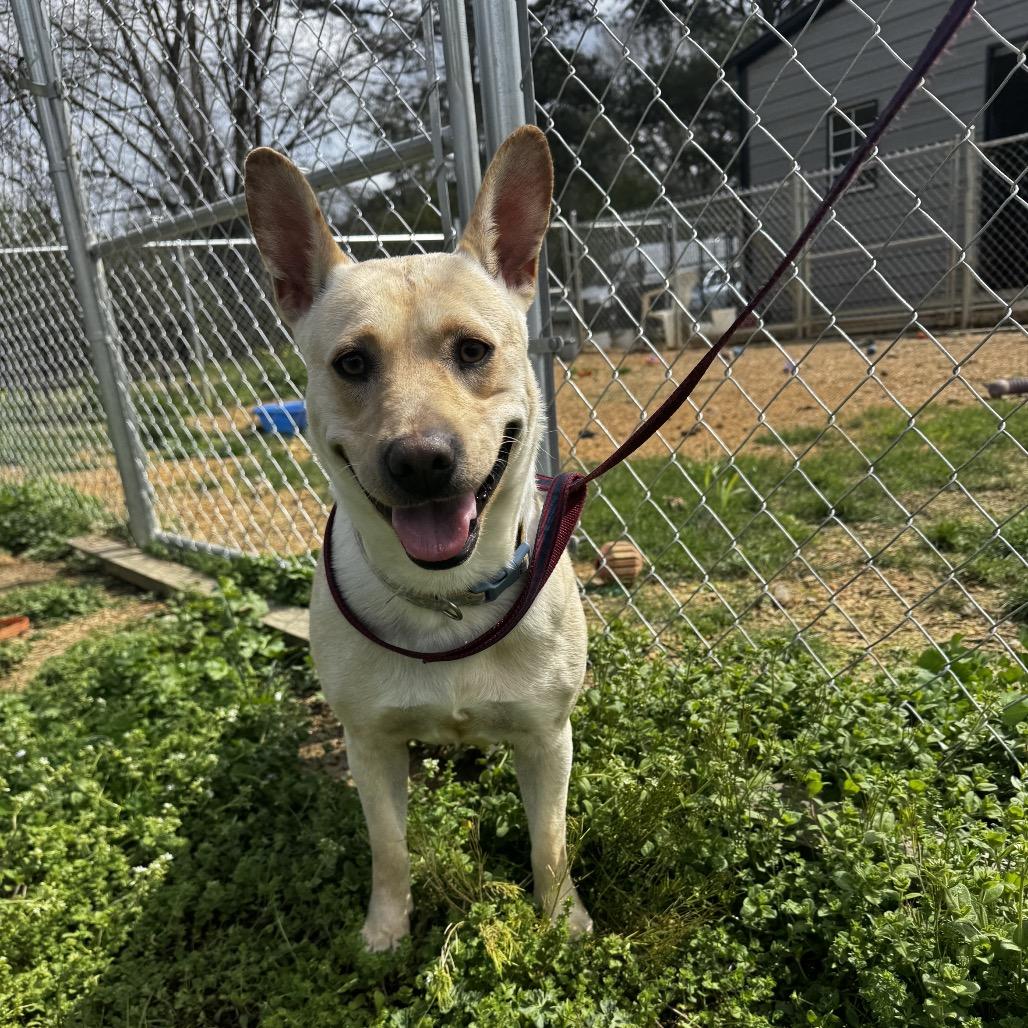 Enlarge Myrtle, a Adoptable mixed breed in Parrish, AL image 6/6