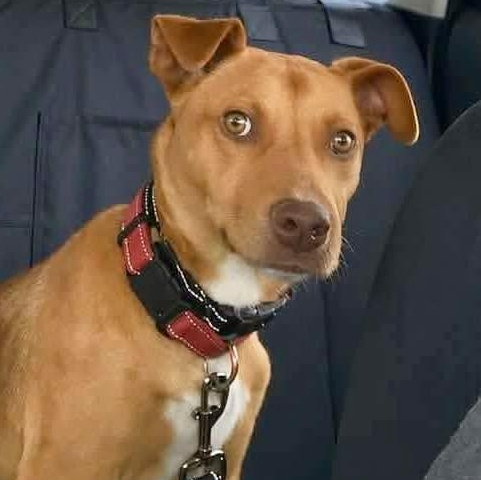 Enlarge Mickey, a ADOPTABLE mixed breed in PLAINFIELD, CT image 2/2