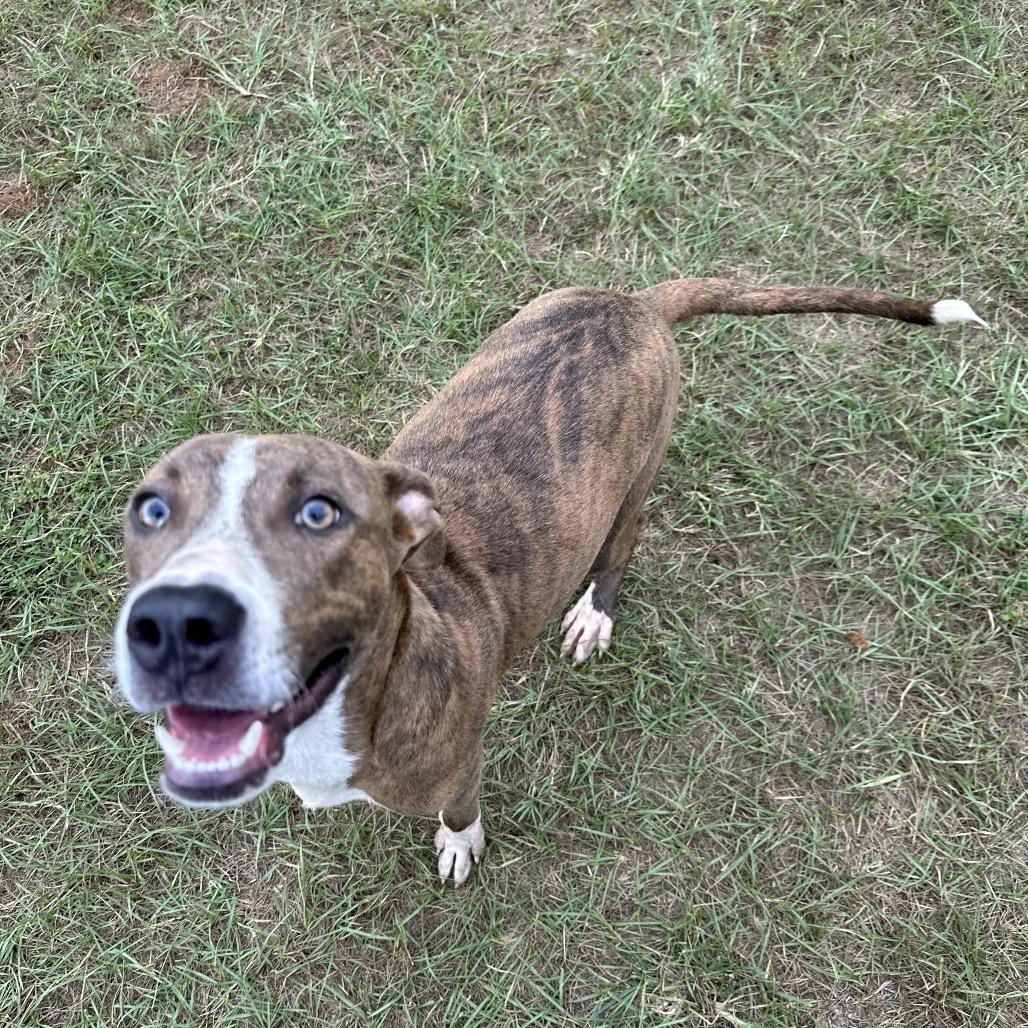 Blitzen, Adoptable, Young Male Pit Bull Terrier.