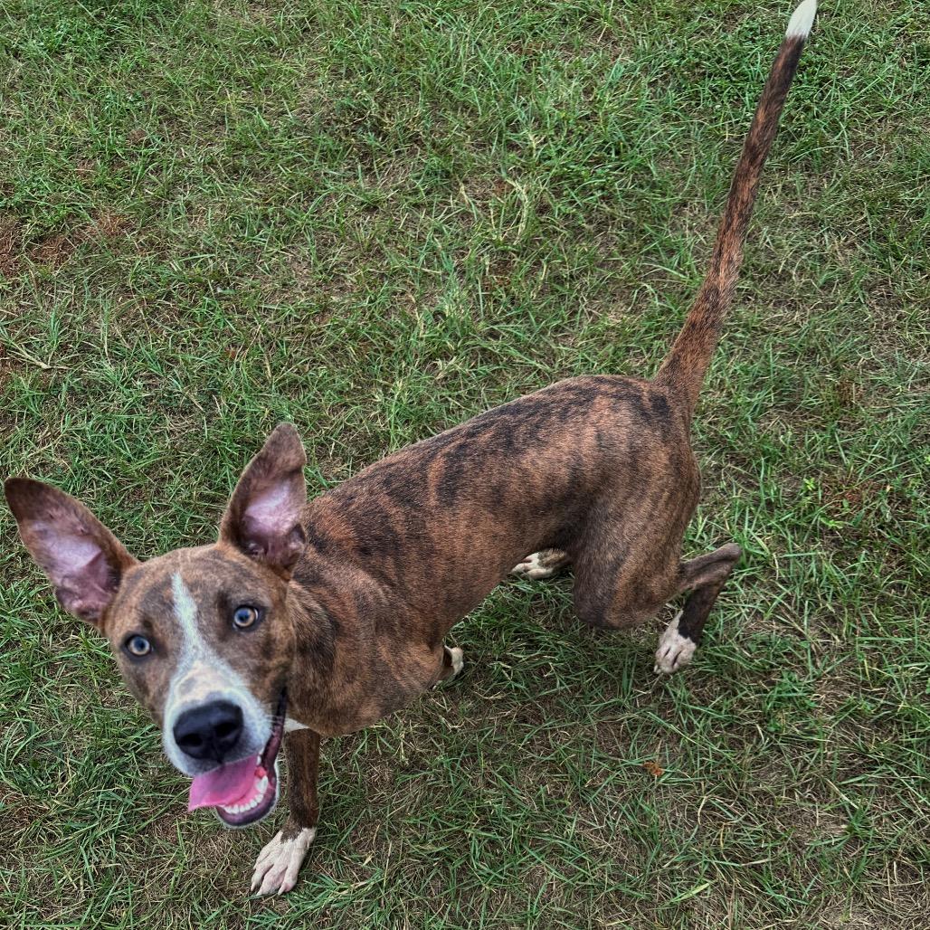 Enlarge Blitzen, a Adoptable Pit Bull Terrier in Valdosta , GA image 3/3