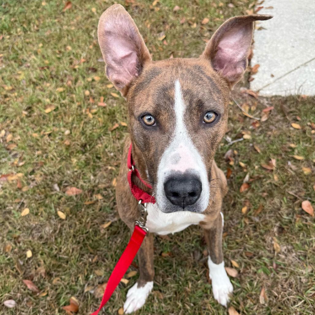 Enlarge Blitzen, a Adoptable Pit Bull Terrier in Valdosta , GA image 6/6