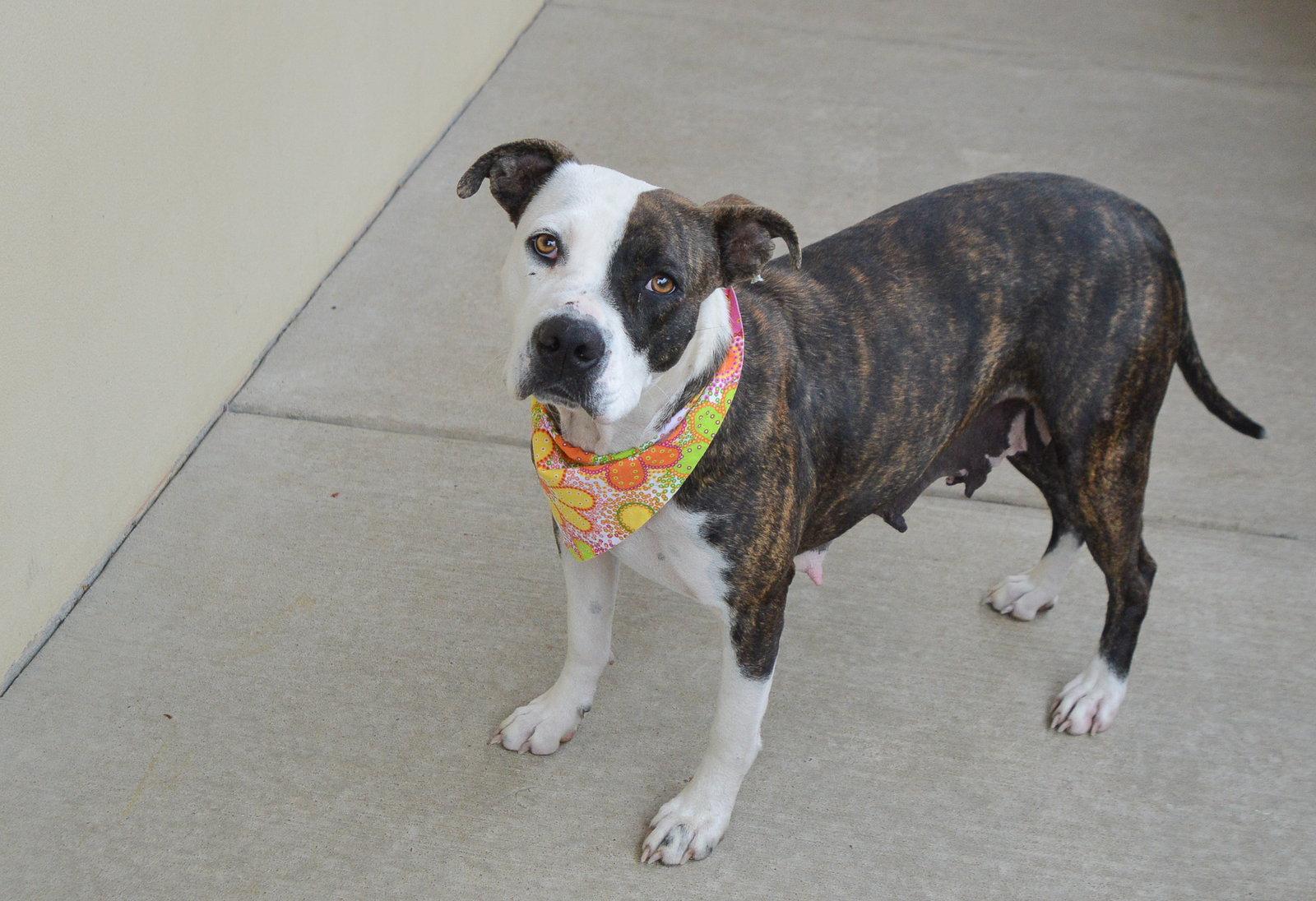 Enlarge Zoomie Petunia, a Adoptable Pit Bull Terrier in McKinney, TX image 1/3