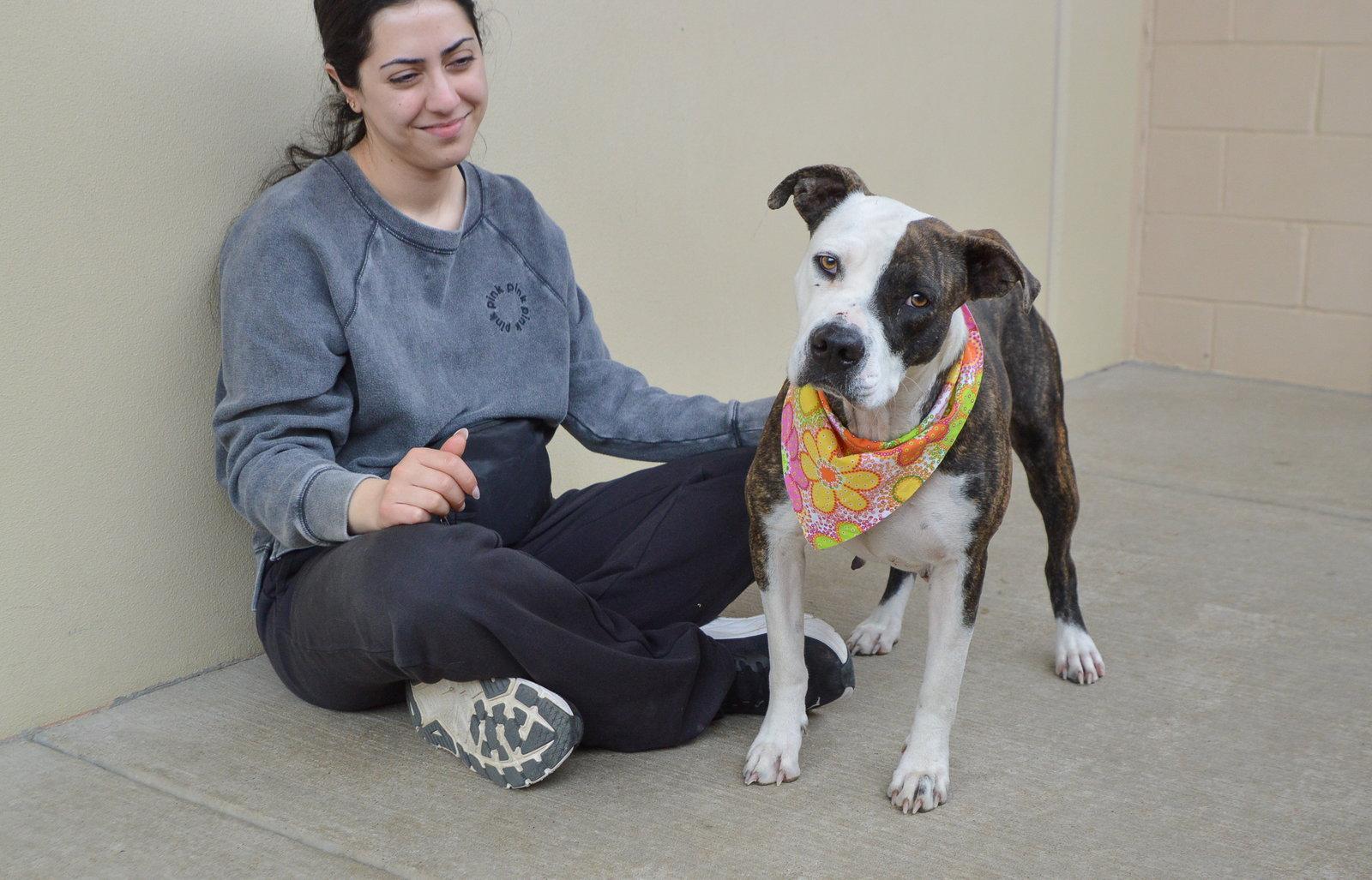 Enlarge Zoomie Petunia, a Adoptable Pit Bull Terrier in McKinney, TX image 2/3