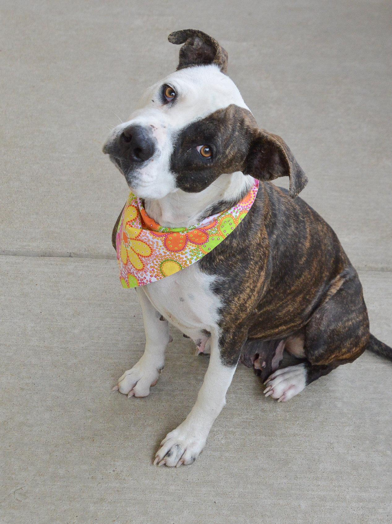Enlarge Zoomie Petunia, a Adoptable Pit Bull Terrier in McKinney, TX image 3/3