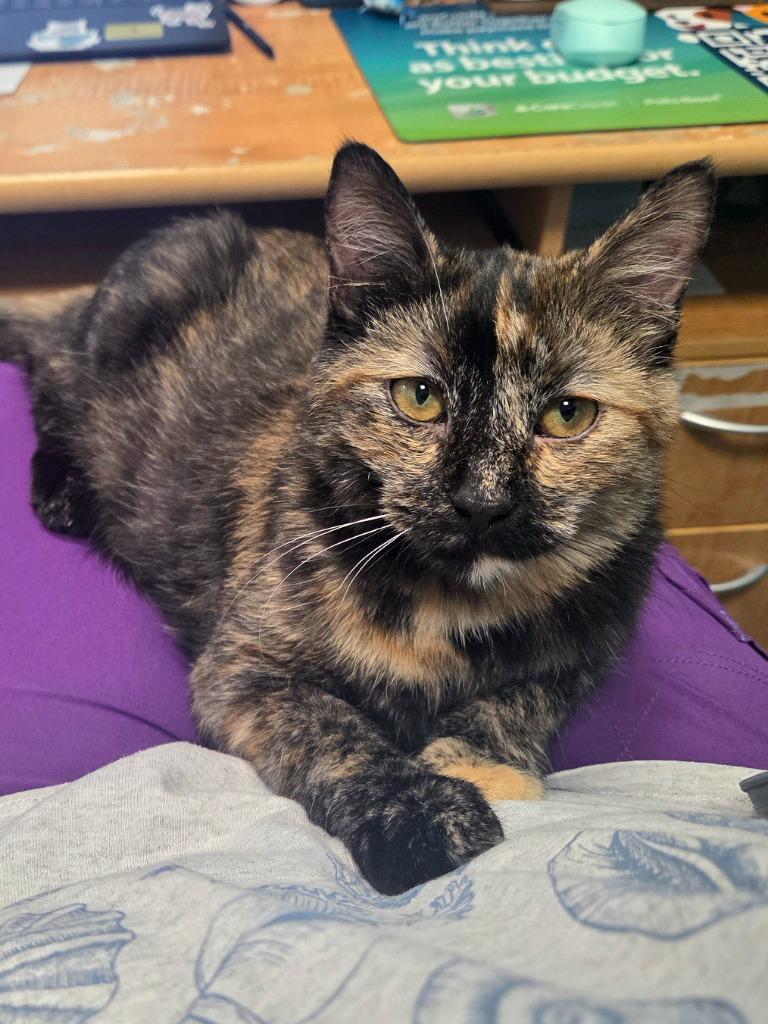 Paloma, Adopted, Young Female Domestic Short Hair.