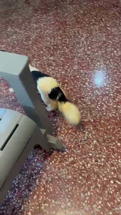 Enlarge ELARA, a Adoptable mixed breed in Chicago, IL video 5/6