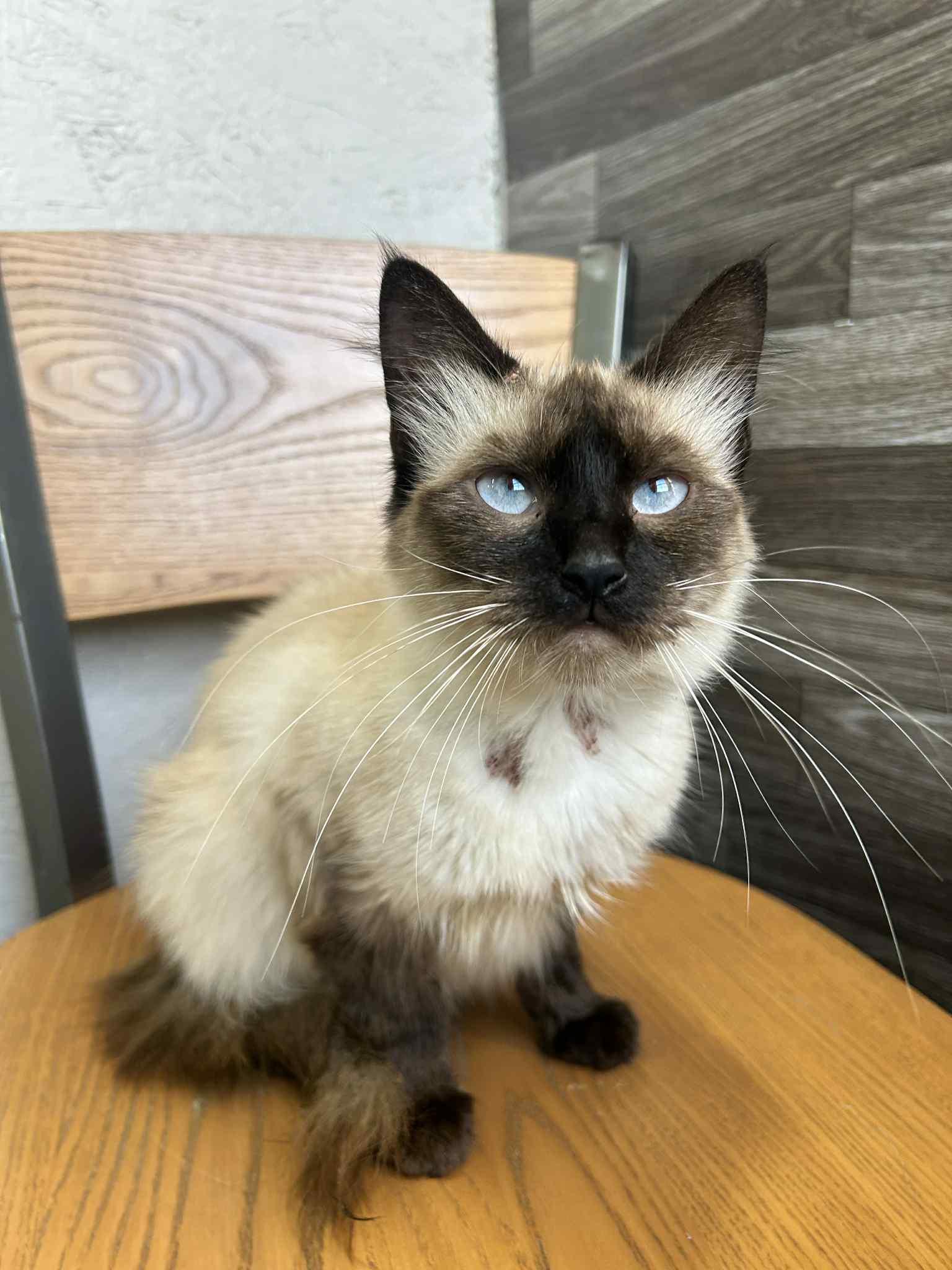 Sake, a Adopted Domestic Medium Hair in Medina, OH image 3/3