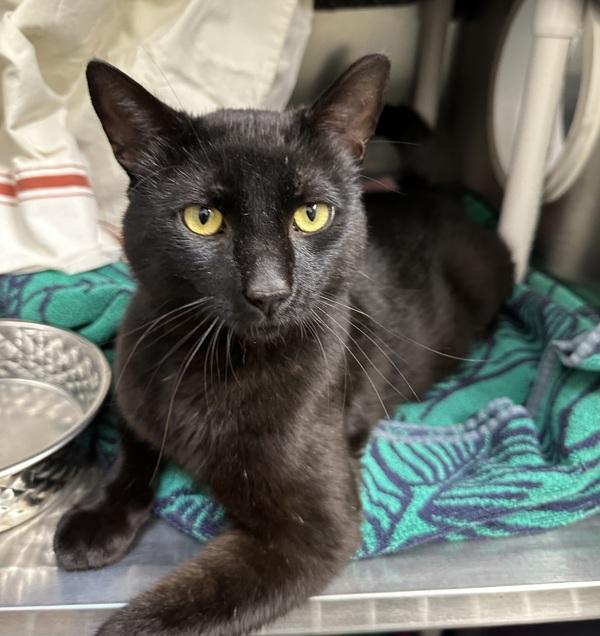 Stanley Steamer, Adoptable, Adult Male Domestic Short Hair.